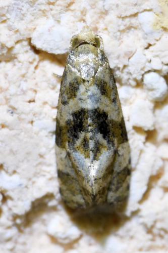 Cochylini